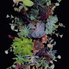 Succulents Verdant 6 X 9 ft Rectangle
