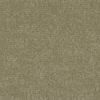 Accent Saltbush