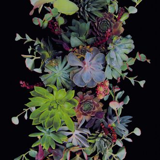 Succulents Verdant 6 X 9 ft Rectangle